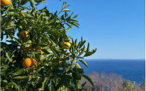 【定期便 6回】小田原産江之浦みかん１００％ストレートジュース５００ml１２本