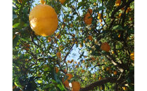 【定期便&nbsp;12回】&nbsp;小田原産江之浦あなまつスパークリング果汁入り飲料果汁５０％２００ml３０本