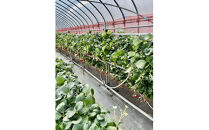 【定期便&nbsp;9回】&nbsp;小田原産江之浦ジェラート６種（みかん、湘南ゴールド、ブルーベリーミルク、いちごミルク、キウイヨーグルト、甘夏ヨーグルト）120mlカップ各１個合計６個