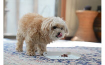 【定期便 6ヵ月】鹿肉ペットフード シカリッチ 　25グラム×6個入り（150g）×5セット　を6ヵ月連続でお届け【 ペットフード 神奈川県 小田原市 】