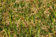 島のめぐみ げんき米 (早場米 コシヒカリ) 5kg | 令和7年産 米 お米 白米 精米 ライス 早場米 コシヒカリ 種子島 種子島産 鹿児島県（5kg袋）