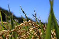 島のめぐみ げんき米 (早場米 コシヒカリ) 10kg (5kg×2袋) | 令和7年産 米 お米 白米 精米 ライス 早場米 コシヒカリ 種子島 種子島産 鹿児島県