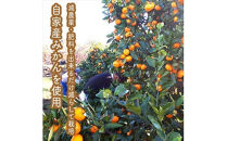 スイスで加工品を学んだ農家が手間暇かけた『手づくりジャムソース【みかん】』16本セット【 家庭用 自宅用 贈答品 贈答用 ギフト お取り寄せ お中元 お歳暮 贈り物 お祝い 神奈川県 小田原市 】