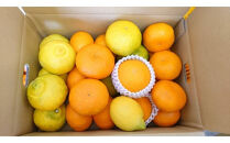 【先行予約】4月おすすめ柑橘詰め合わせ5kg箱＜出荷開始：2026年4月5日~4月25日＞【 フルーツ 神奈川県 小田原市 】