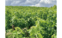 【日本遺産・100年フード認定商品】八王子桑都ソース100ｇ×2個 | 調味料 ソース たれ 人気 おすすめ 送料無料 東京 八王子