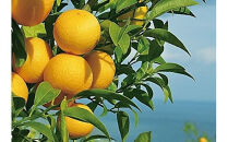 〈超希少商品〉神奈川生まれの柑橘&nbsp;ハウス栽培の湘南ゴールド＜出荷開始：２０２６年２月１５日出荷開始～２０２６年３月１０日出荷終了＞【フルーツ&nbsp;オレンジ&nbsp;果物&nbsp;柑橘&nbsp;贈答用&nbsp;家庭用&nbsp;自宅用&nbsp;&nbsp;神奈川県小田原市】