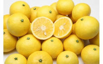 〈超希少商品〉神奈川生まれの柑橘&nbsp;ハウス栽培の湘南ゴールド＜出荷開始：２０２６年２月１５日出荷開始～２０２６年３月１０日出荷終了＞【フルーツ&nbsp;オレンジ&nbsp;果物&nbsp;柑橘&nbsp;贈答用&nbsp;家庭用&nbsp;自宅用&nbsp;&nbsp;神奈川県小田原市】