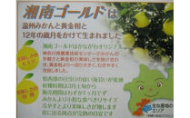 〈超希少商品〉神奈川生まれの柑橘&nbsp;ハウス栽培の湘南ゴールド＜出荷開始：２０２６年２月１５日出荷開始～２０２６年３月１０日出荷終了＞【フルーツ&nbsp;オレンジ&nbsp;果物&nbsp;柑橘&nbsp;贈答用&nbsp;家庭用&nbsp;自宅用&nbsp;&nbsp;神奈川県小田原市】