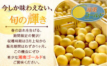 〈超希少商品〉神奈川生まれの柑橘&nbsp;ハウス栽培の湘南ゴールド＜出荷開始：２０２６年２月１５日出荷開始～２０２６年３月１０日出荷終了＞【フルーツ&nbsp;オレンジ&nbsp;果物&nbsp;柑橘&nbsp;贈答用&nbsp;家庭用&nbsp;自宅用&nbsp;&nbsp;神奈川県小田原市】