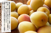 熟梅 南高梅 7.5kg 秀品  LまたはMサイズ 和歌山県産 A品 梅干し作り用 梅ジャム作り用