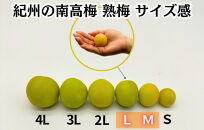 熟梅 南高梅 7.5kg 秀品  LまたはMサイズ 和歌山県産 A品 梅干し作り用 梅ジャム作り用