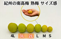 熟梅 南高梅 5kg 秀品 3Lまたは2Lサイズ 和歌山県産 A品 梅干し作り用 梅ジャム作り用