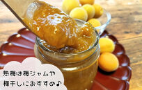 熟梅 南高梅 5kg 秀品 3Lまたは2Lサイズ 和歌山県産 A品 梅干し作り用 梅ジャム作り用