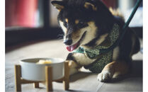 【愛犬と一緒に泊まれるホテル・1HOTEL】ふるさと納税宿泊ギフト券30,000円分