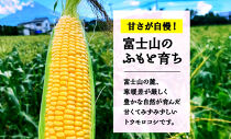 【2026年先行予約】とうもろこし&nbsp;恵味&nbsp;ゴールド&nbsp;400g以上×12本&nbsp;計4.8kg以上&nbsp;高糖度&nbsp;トウモロコシ&nbsp;スイートコーン&nbsp;玉蜀黍&nbsp;イエローコーン&nbsp;黄&nbsp;夏野菜&nbsp;甘い&nbsp;ジューシー&nbsp;野菜&nbsp;おやつ&nbsp;旬&nbsp;産地直送&nbsp;送料無料&nbsp;湖南野菜出荷組合&nbsp;山梨県&nbsp;富士河口湖町