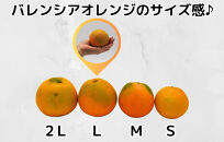 バレンシアオレンジ 国産 玉ぞろい 秀品 箱込 5kg (内容量 4.4kg ) 2L L M サイズのいずれか 和歌山県産 産地直送【みかんの会】