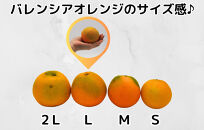 バレンシアオレンジ 国産 玉ぞろい 秀品 箱込 7.5kg (内容量 6.8kg ) 2L L M サイズのいずれか 和歌山県産 産地直送【みかんの会】