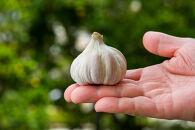沖繩県産やんばる若鶏の丸焼き ハイグレードローストチキン ハーブ味 (1羽) ちょっとぜいたく チキンハウス 鶏肉 肉 にく 丸焼き 青森産ニンニク オリーブオイルを使用 ギフト お祝い パーティ 沖縄県 那覇市