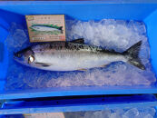 知床羅臼産！幻の魚鮭児&nbsp;1尾(3.3kg～3.4kg)