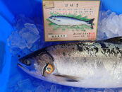 知床羅臼産！幻の魚鮭児&nbsp;1尾(3.3kg～3.4kg)