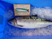 知床羅臼産！幻の魚鮭児&nbsp;1尾(3.3kg～3.4kg)
