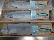 知床羅臼産！幻の魚鮭児&nbsp;1尾(3.3kg～3.4kg)