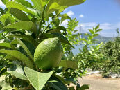 【レモン島から贈る】安心の国産グリーンレモン7kg&nbsp;2025年10月下旬より発送予定【柑橘&nbsp;果物&nbsp;フルーツ人気&nbsp;おすすめ&nbsp;瀬戸内&nbsp;広島県&nbsp;&nbsp;尾道市】