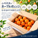 ネーブルオレンジ&nbsp;約10kg&nbsp;サイズおまかせ&nbsp;アルギット&nbsp;栽培&nbsp;国産&nbsp;甘い&nbsp;おいしい&nbsp;ジューシー&nbsp;皮&nbsp;薄い&nbsp;完熟&nbsp;期間限定&nbsp;フルーツ&nbsp;果物&nbsp;人気&nbsp;おすすめ&nbsp;高級&nbsp;こだわり&nbsp;ギフト&nbsp;旬&nbsp;山崎農園&nbsp;和歌山