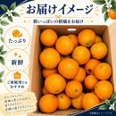 訳あり&nbsp;ネーブルオレンジ&nbsp;約10kg&nbsp;サイズおまかせ&nbsp;アルギット&nbsp;栽培&nbsp;国産&nbsp;甘い&nbsp;おいしい&nbsp;ジューシー&nbsp;皮&nbsp;薄い&nbsp;完熟&nbsp;期間限定&nbsp;フルーツ&nbsp;果物&nbsp;人気&nbsp;おすすめ&nbsp;高級&nbsp;こだわり&nbsp;ギフト&nbsp;旬&nbsp;山崎農園&nbsp;和歌山