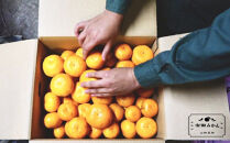 【訳あり】有田みかん 約3kg 家庭用