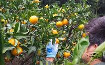 【訳あり】有田みかん 約3kg 家庭用