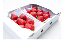 朝どり完熟あまおう2P　福岡市志賀島産