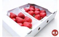 朝どり完熟あまおう2P　福岡市志賀島産