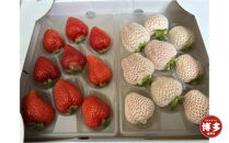 あまおうと天使のいちご紅白セット500ｇ　　福岡市志賀島産