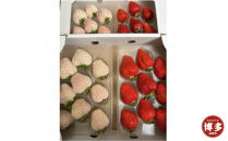 あまおうと天使のいちご紅白セット1000ｇ　福岡市志賀島産