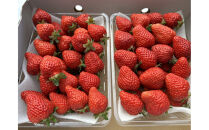 朝どり完熟あまおう盛り合わせ1000ｇ　福岡市志賀島産　