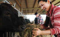 【ふるさと納税】贈答用　石垣牛ハンバーグ【KINJO&nbsp;BEEF】手ごねハンバーグステーキ（200g×5P）&nbsp;|&nbsp;ハンバーグ&nbsp;はんばーぐ&nbsp;石垣牛&nbsp;牛肉&nbsp;牛&nbsp;沖縄&nbsp;北谷&nbsp;石垣島&nbsp;ちゃたん&nbsp;おかず&nbsp;惣菜&nbsp;冷凍