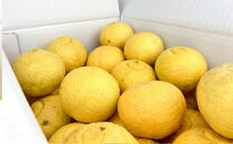 【訳あり】完熟はるか&nbsp;4kg&nbsp;ドルチェみかん&nbsp;2026年2月中旬より発送予定