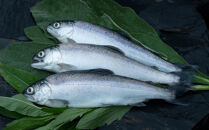 【奥山梨料理＊ディナーコース】Restaurant SAI ディナーチケット(アルコール または ノンアルコールペアリング付/サービス料込み)