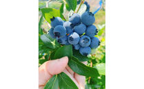 【復興支援】【先行予約】生・能登ブルーベリー100ｇパック×5つ