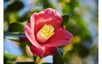 つげのくし　ナチュラルフレンズ　3種セット　携帯袋付き