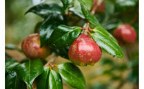 【セット】美麗椿クッションブラシ小＋つげのくし（ねこ）携帯袋付き