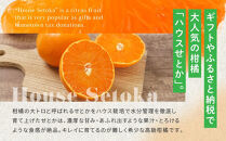 柑橘の大トロ！完熟ハウスせとか&nbsp;&nbsp;5kg&nbsp;2026年2月中旬～発送予定【フルーツ&nbsp;人気&nbsp;お取り寄せ&nbsp;産地直送&nbsp;もりの農園&nbsp;ドルチェみかん&nbsp;みかん&nbsp;せとか&nbsp;柑橘&nbsp;果物&nbsp;フルーツ&nbsp;産地直送&nbsp;人気&nbsp;おすすめ&nbsp;瀬戸内&nbsp;広島県&nbsp;&nbsp;尾道市】