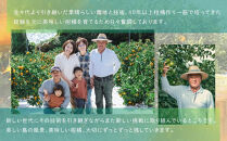 柑橘の大トロ！完熟ハウスせとか&nbsp;&nbsp;5kg&nbsp;2026年2月中旬～発送予定【フルーツ&nbsp;人気&nbsp;お取り寄せ&nbsp;産地直送&nbsp;もりの農園&nbsp;ドルチェみかん&nbsp;みかん&nbsp;せとか&nbsp;柑橘&nbsp;果物&nbsp;フルーツ&nbsp;産地直送&nbsp;人気&nbsp;おすすめ&nbsp;瀬戸内&nbsp;広島県&nbsp;&nbsp;尾道市】