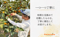 【先行予約】&nbsp;真っ赤で大きくて甘い！&nbsp;Farm&nbsp;m&aの早秋柿&nbsp;4L×9個&nbsp;秀品&nbsp;岐阜県&nbsp;大野町（2025年10月中旬～発送）農家直送&nbsp;果物&nbsp;フルーツ&nbsp;秋の味覚&nbsp;柿&nbsp;かき&nbsp;早秋&nbsp;そうしゅう