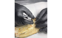 特選国産雌うなぎ&nbsp;骨抜き白焼き（秘伝タレ付き）