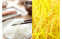 無洗米&nbsp;吟精&nbsp;南魚沼産コシヒカリ５kg&nbsp;令和7年産&nbsp;精米&nbsp;