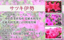 特産品&nbsp;サツキ伊勢路紫&nbsp;4本セット