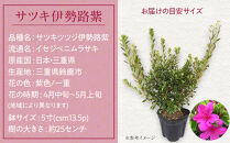 特産品&nbsp;サツキ伊勢路紫&nbsp;4本セット