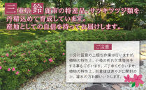 特産品&nbsp;サツキ伊勢路紫&nbsp;4本セット